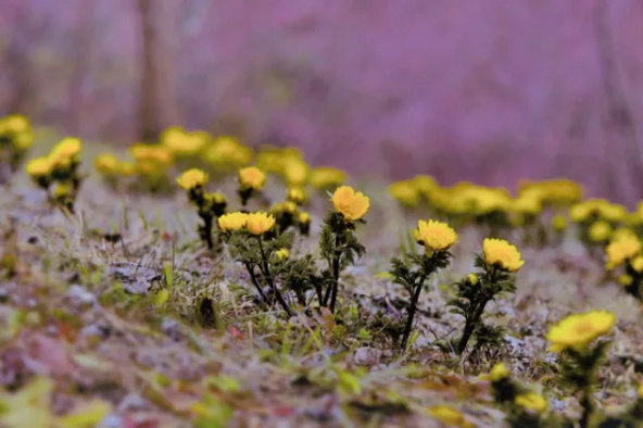 紅梅を背景に咲く黄色い福寿草（画像提供：虻田福寿草を育てる会）