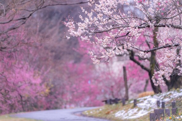 本格的な春を迎える前に、梅、椿、クリスマスローズなどが開花リレーを繰り広げます