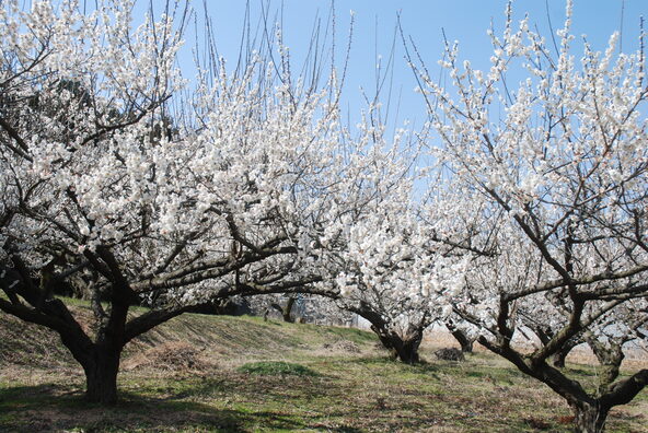 「坂田城跡」を舞台に、白梅や紅梅が咲き誇ります