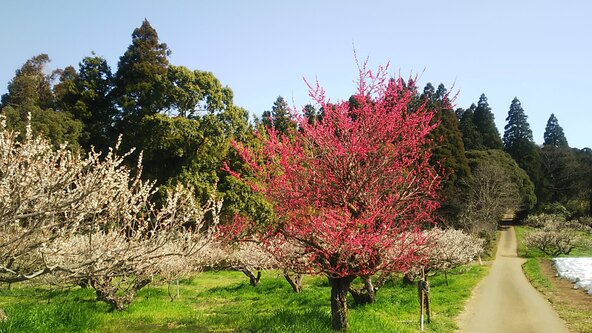 梅林内を歩きながら、ゆったりと観梅を楽しめます