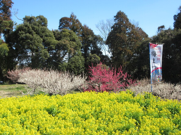 梅まつりの開催期間中には、菜の花も見頃を迎えます