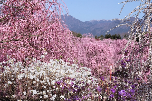 鈴鹿山脈を背景に、梅の花が咲き誇る光景はまさに絶景！