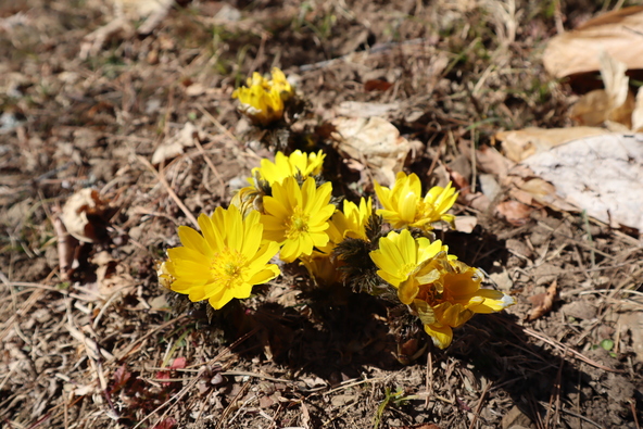 宝登山に咲く福寿草（画像提供：長瀞町観光協会）