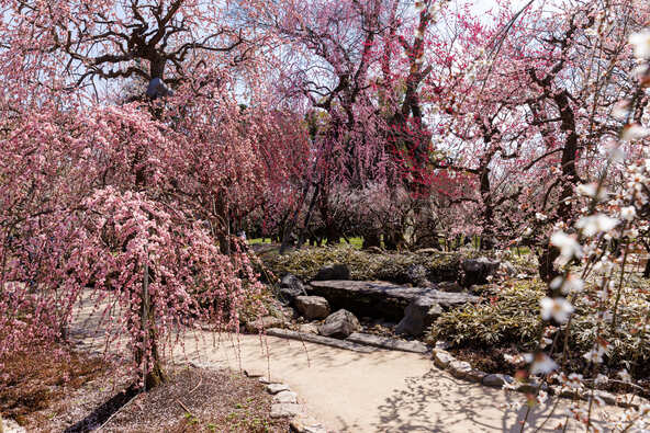 北野天満宮の境内には、約50種・約1,500本の梅が植えられています
