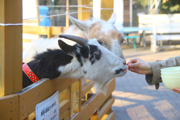 動物たちとのふれあいが楽しい「宝登山小動物公園」