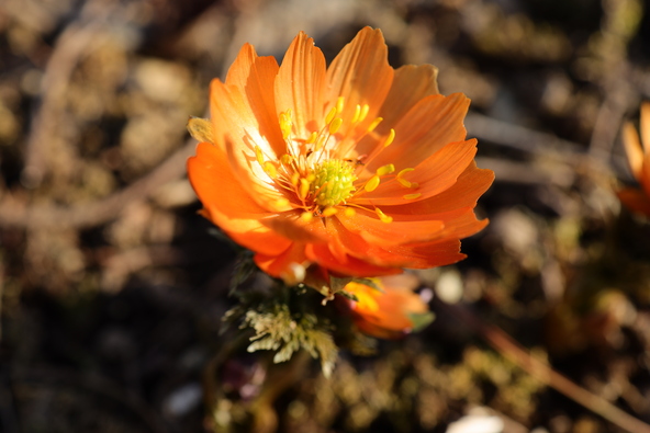 ハッと目を引くオレンジ色の福寿草