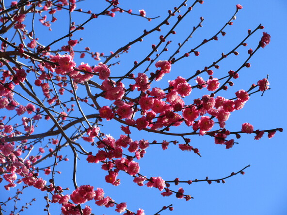 園内に咲く梅の花が春の訪れを感じさせてくれます