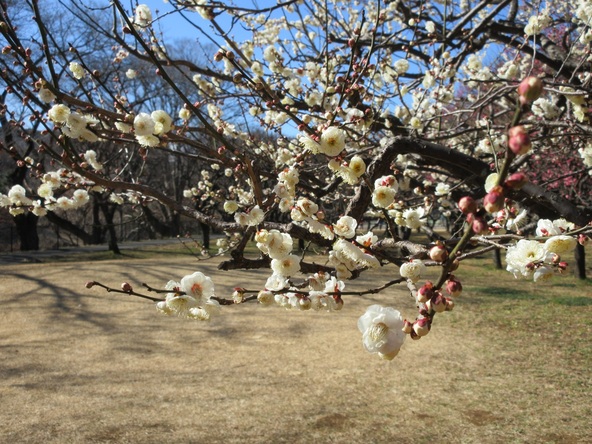 梅が咲き誇る園内でさまざまなイベントを体験しましょう！
