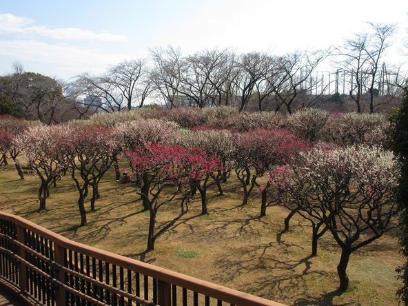 可憐な梅の花を親子で堪能♪