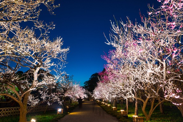 2月11日（水・祝）から開催！　茨城県水戸市「偕楽園」水戸の梅まつり、過去のライトアップ時の様子（画像提供：mono / PIXTA）
