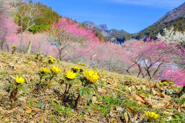 梅と福寿草がピーク時の「あぶだ福寿草の里」（画像提供：tenjou / PIXTA）