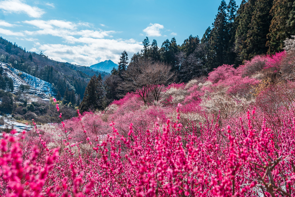 梅の最盛期も見応え抜群！（画像提供：みゆきち / PIXTA）