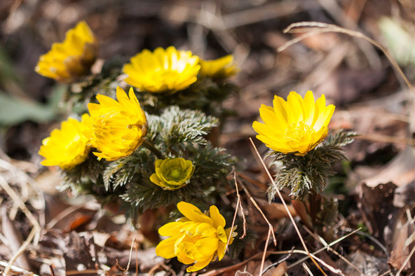 寒さのなか健気に咲く姿に元気をもらえます（画像提供：武蔵野のお散歩カメラマン / PIXTA）
