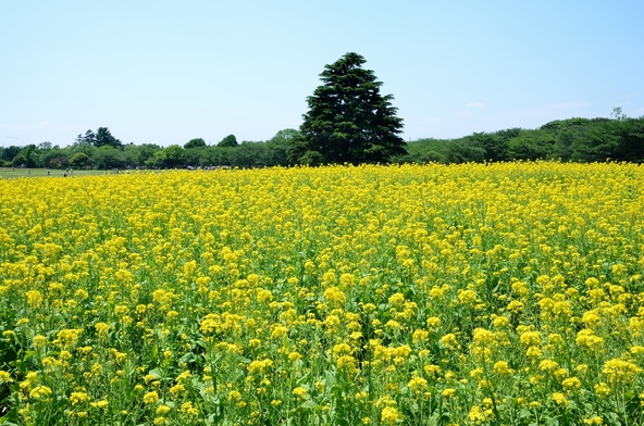 菜の花やロウバイなども同じ時期に見頃を迎えます（画像提供：dejiys / PIXTA）