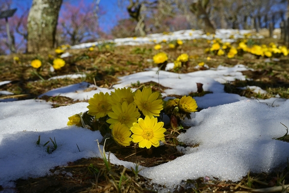 梅園の林下で雪の間に咲く福寿草（画像提供：はすまん / PIXTA）