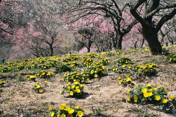 梅林の足元に咲く福寿草（画像提供：彩 / PIXTA）