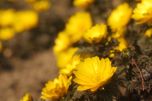 福寿草　（画像提供： yabe51 / PIXTA）※画像はイメージです