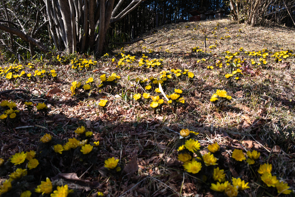 福寿草が自生する貴重なスポットです（画像提供：njou / PIXTA）