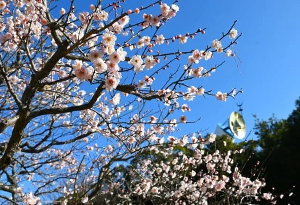 楽しいイベント盛りだくさんの梅まつり♪（画像提供：万博記念公園マネジメント・パートナーズ）