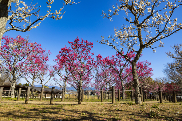 「馬見丘陵公園」の梅（画像提供：オフィスK / PIXTA）