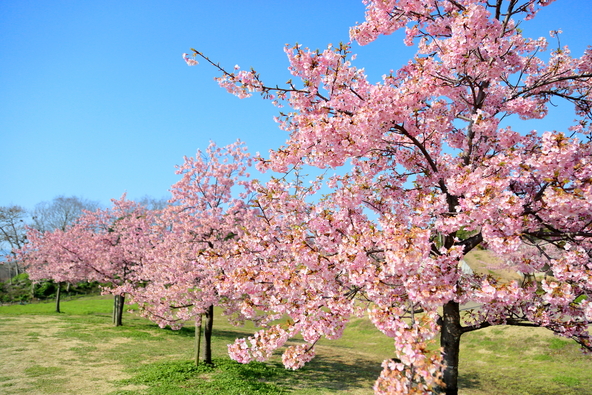 3月には河津桜も開花（画像提供：サム / PIXTA）
