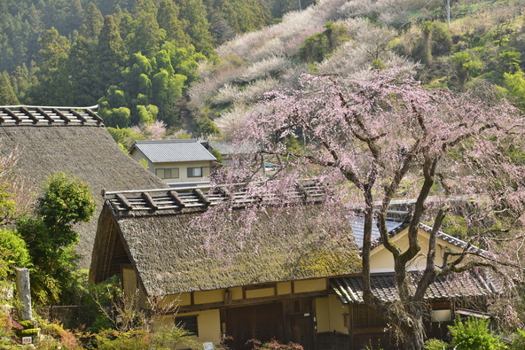 梅林のふもとにある後醍醐・長慶・後亀山天皇ゆかりの「賀名生皇居跡」に咲くしだれ桜（画像提供：旅風 / PIXTA）