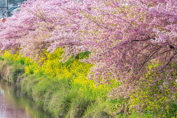 青毛堀川沿いの河津と菜の花が満開時の様子（画像提供：K@zuTa / PIXTA）