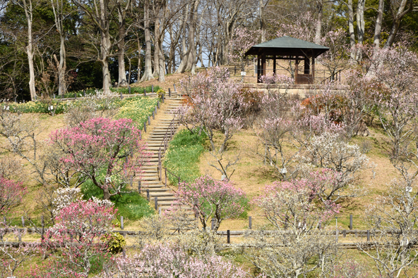 「大阪みどりの百選」にも選ばれています（画像提供：k-hiro / PIXTA）