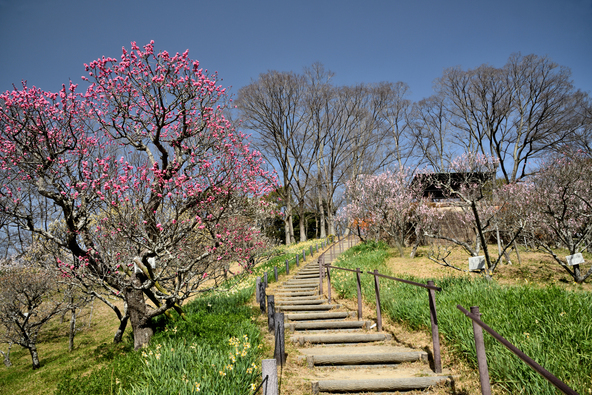 梅を鑑賞しながら梅昆布茶を味わえます（画像提供：k-hiro / PIXTA）