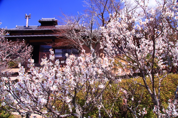 紅梅、白梅、しだれ梅が約300本植えられています（画像提供：masa  / PIXTA）