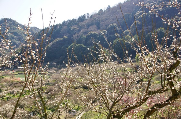 遊歩道を歩くと甘酸っぱい香りに包まれます（画像提供：miamiwatase / PIXTA）