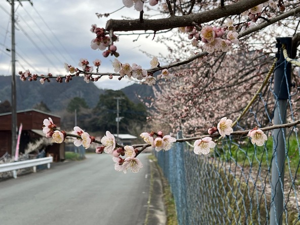 大山町では、60年以上前から梅の栽培が行われています