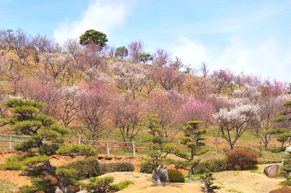 山の傾斜に広がる梅園（写真提供：山口県観光連盟）