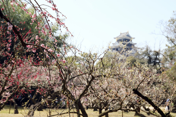 梅林から見る岡山城（画像提供：流しの / PIXTA）