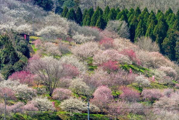 見頃の時期には、梅の花のトンネルが出現（写真提供：岡山観光協会）
