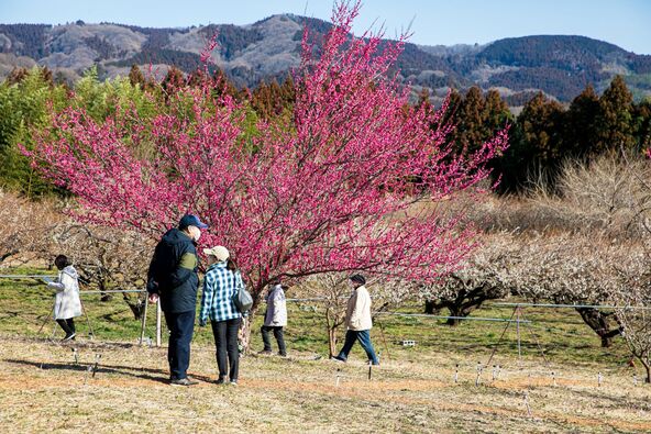 のどかな春の風景に癒やされます（画像提供：秋間梅林観光協会）