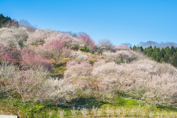 見頃を迎えた津山市神代梅の里公園の様子