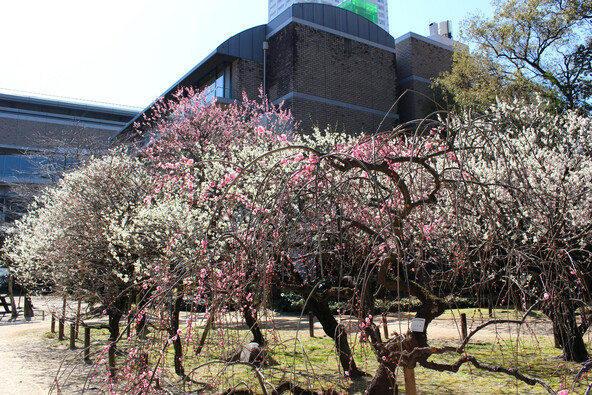 観梅のあとは、隣接する広島県立美術館へ足を運んでみませんか？（画像提供：bosque / PIXTA）