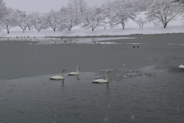 冬は白鳥たちが訪れる