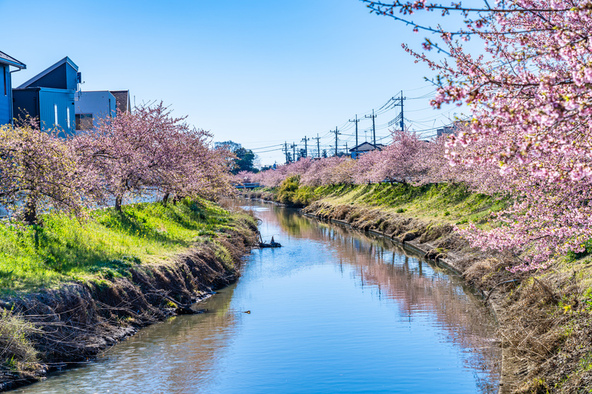 川沿いが春色に染まります