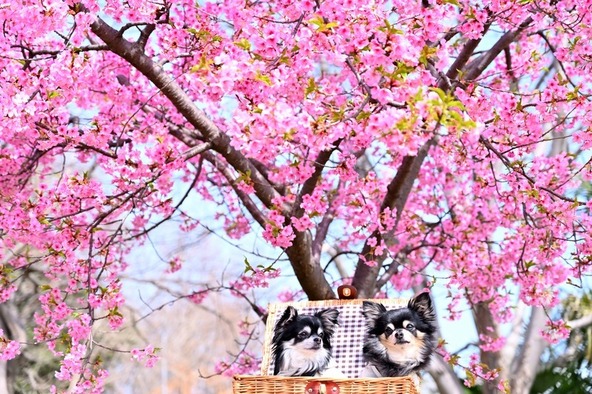 県営権現堂公園