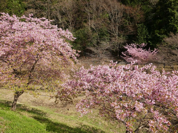 里山に囲まれたのどかな風景が魅力　（画像提供：ちいんけんこ / PIXTA）