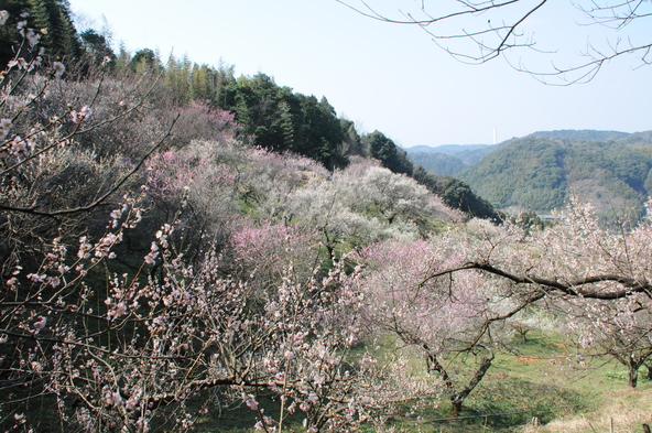 豊後や青軸、鴬宿など、7種の梅の木1,018本が植樹されています（画像提供： satemo / PIXTA）