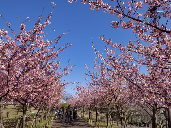 「なぎさ公園」の河津桜