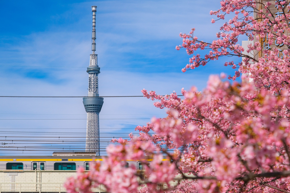 電車やスカイツリーと一緒に撮影できます（画像提供：Gengorou / PIXTA）