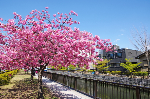 川沿いの遊歩道に美しい花が咲き誇ります