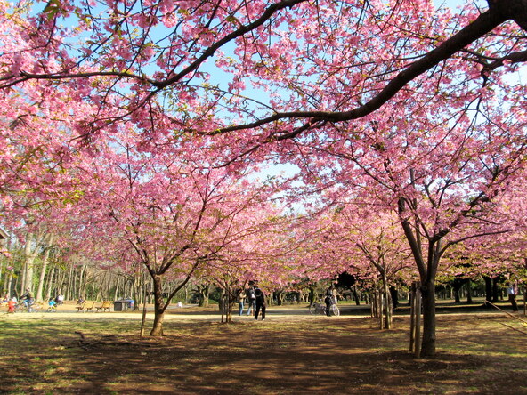 過去の満開時の様子（画像提供：hirorin / PIXTA）