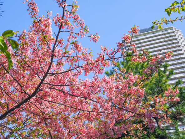 お台場の河津桜（画像提供：Yoshitaka / PIXTA）