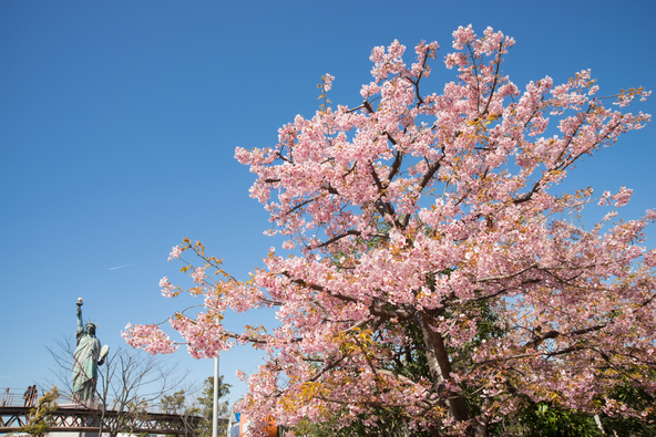 お台場の河津桜（画像提供：uchida / PIXTA）