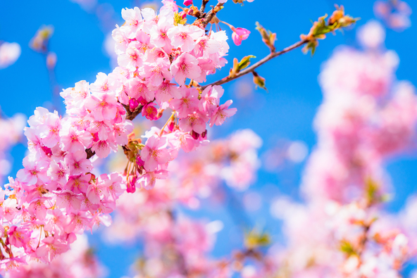 満開の河津桜（まちゃー / PIXTA）※画像はイメージです